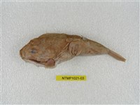 藏品(月尾兔頭魨)的圖片